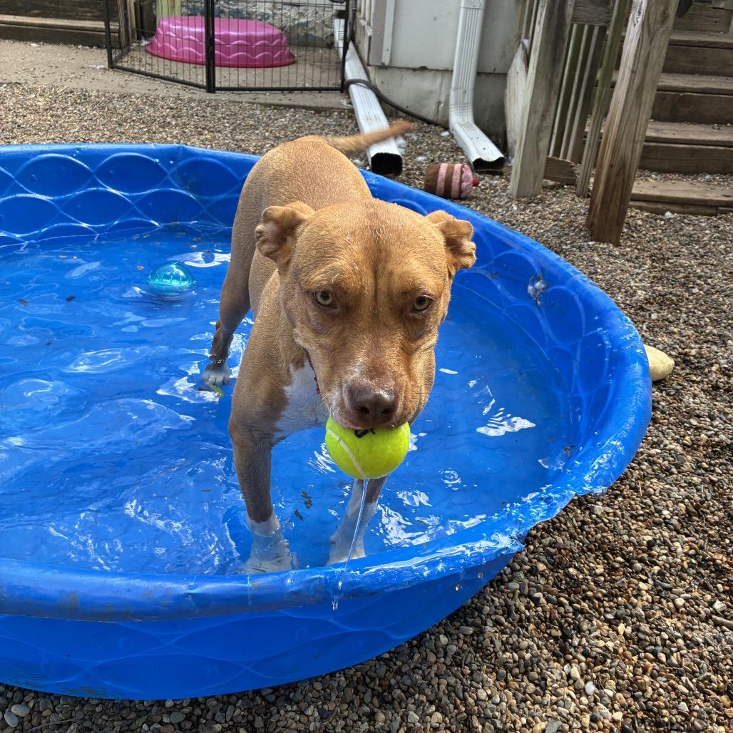 Enlarge Roz 2094, a Adoptable Mixed Breed in Kansas City, MO image 3/6