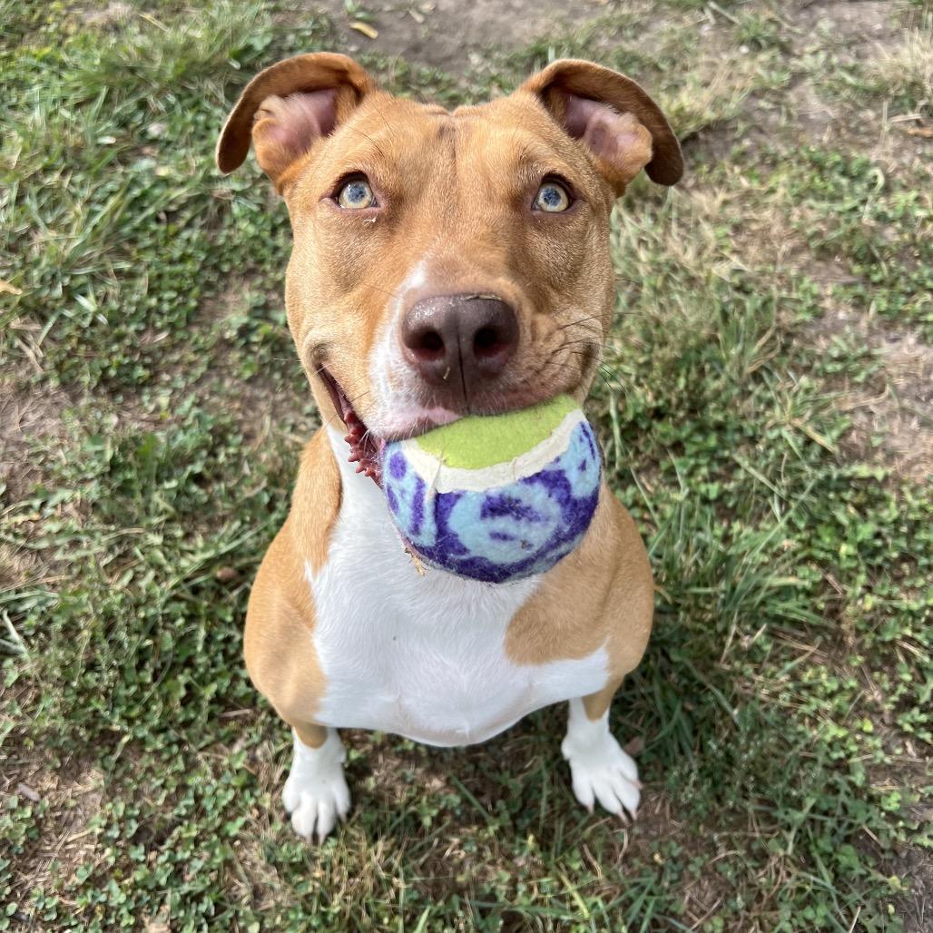 Enlarge Roz 2094, a Adoptable Mixed Breed in Kansas City, MO image 4/6