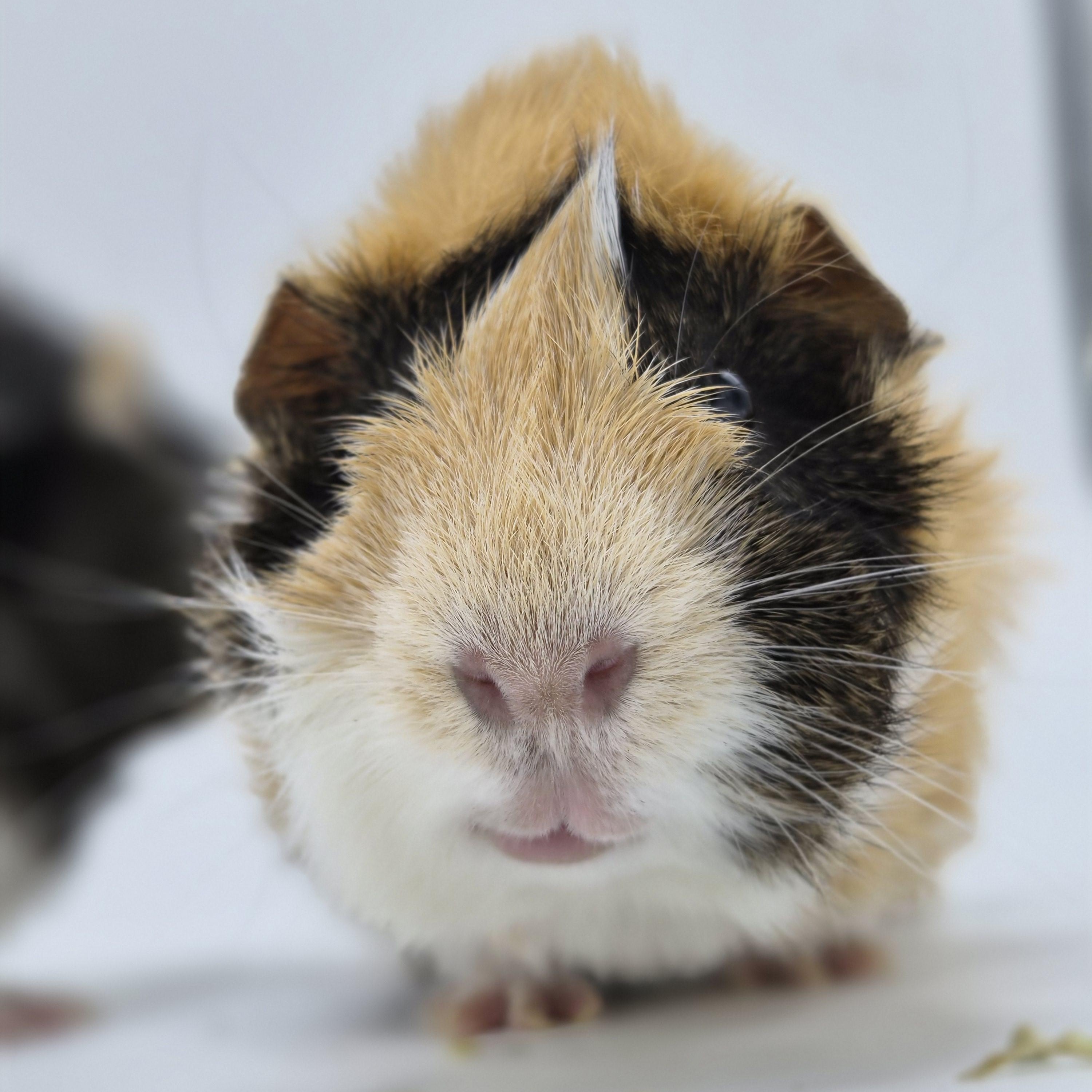 Enlarge Sam & Pippin, a Adoptable Abyssinian in Angleton, TX image 4/4