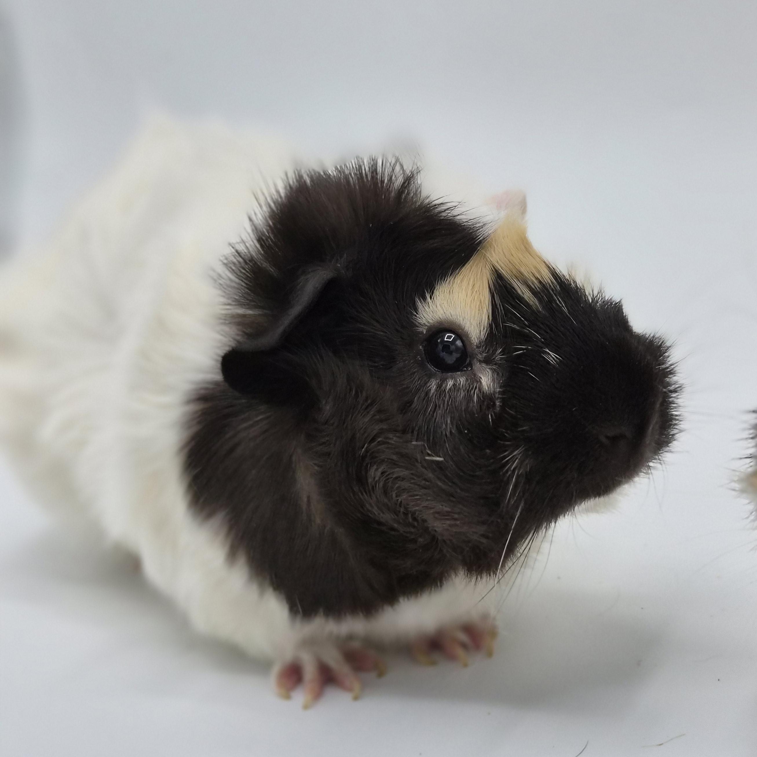 Enlarge Sam & Pippin, a Adoptable Abyssinian in Angleton, TX image 3/4