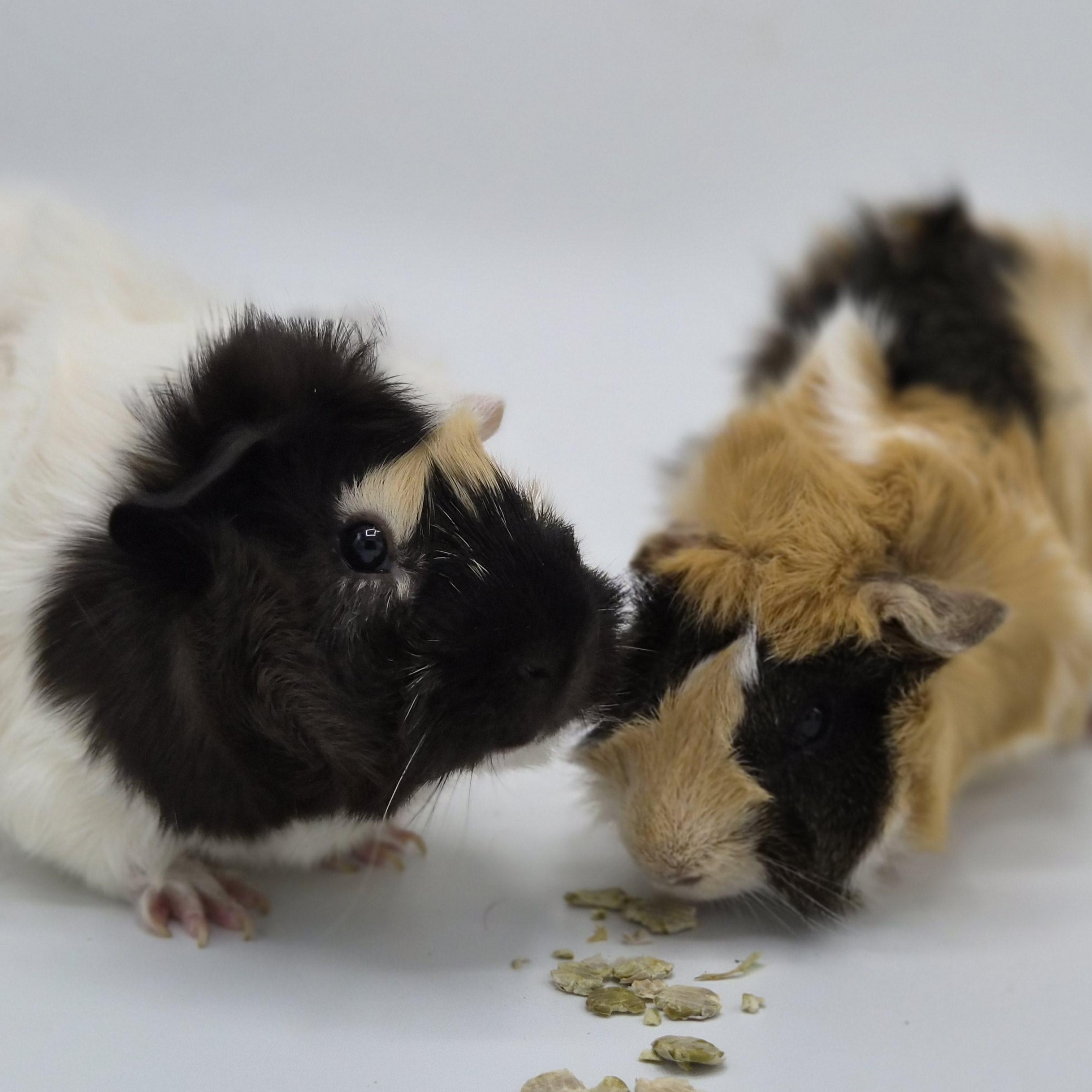 Sam & Pippin, Adoptable, Young Male Abyssinian.