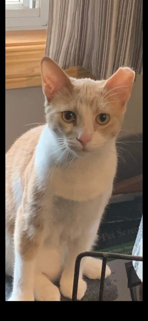 Lily, a Adoptable Domestic Short Hair in Lucknow, ON image 1/4