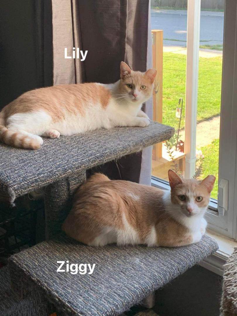 Lily, a Adoptable Domestic Short Hair in Lucknow, ON image 2/4