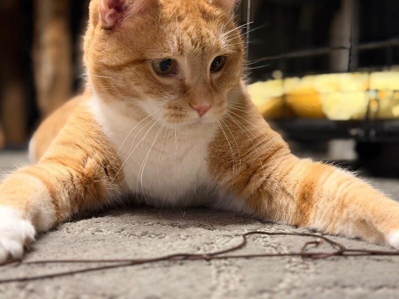 Sunny — thumbnail 2