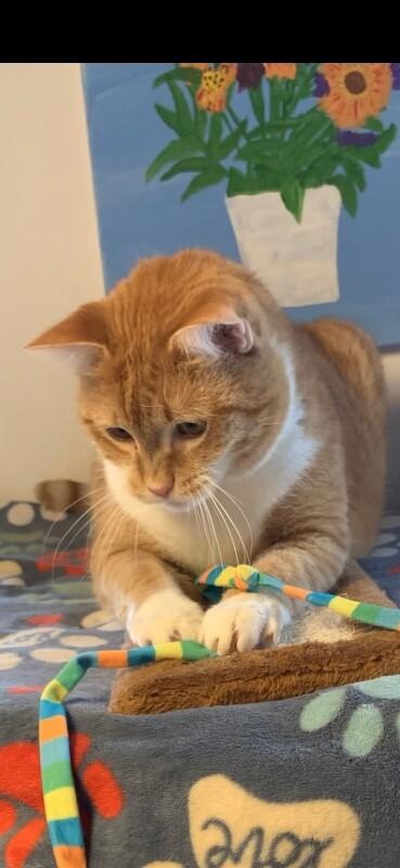 Sunny — thumbnail 4