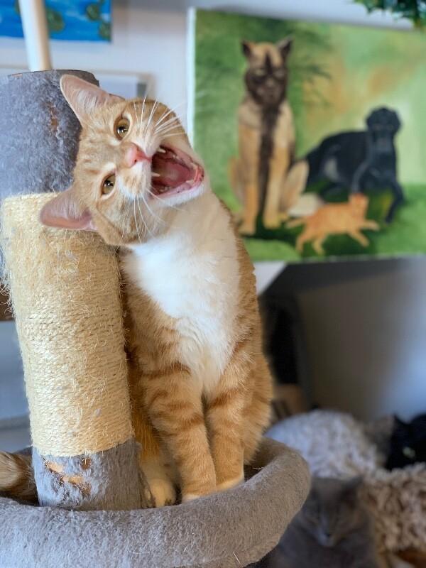 Sunny — thumbnail 5