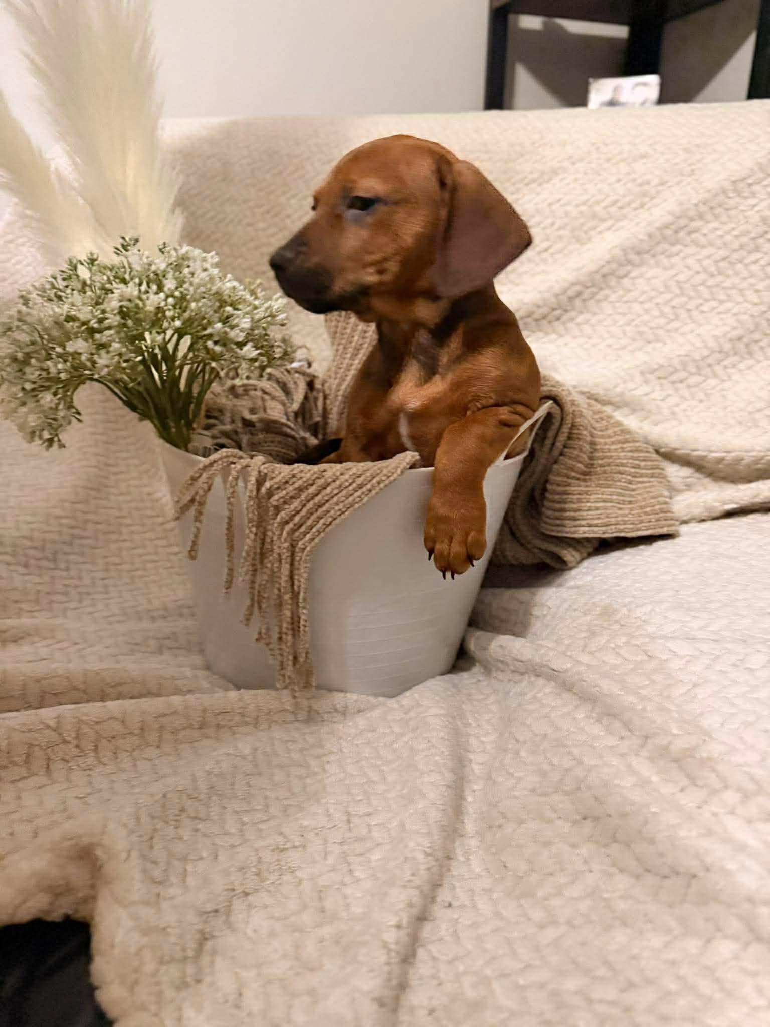 Christine, ADOPTABLE, Puppy Female Dachshund & Chihuahua.