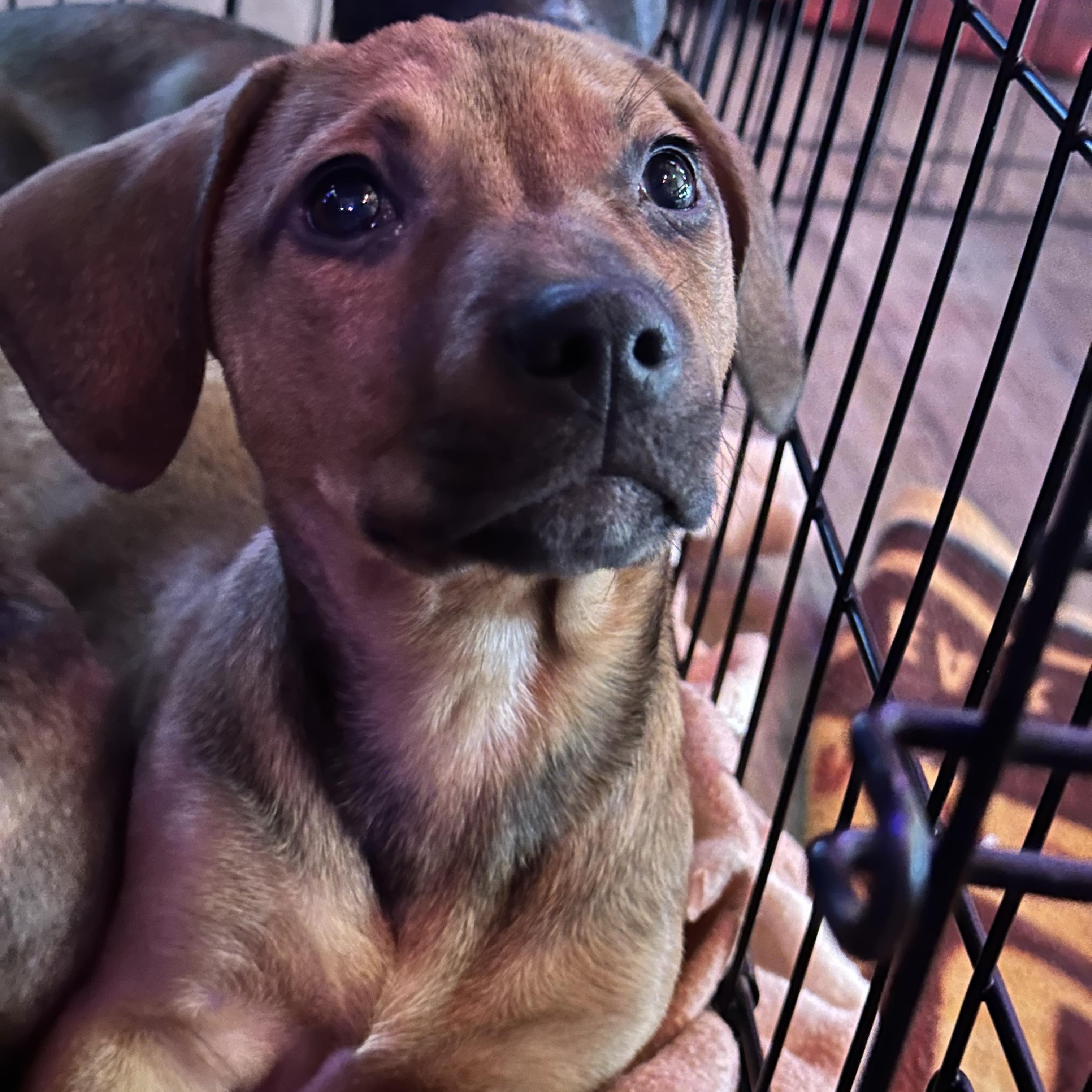 Enlarge Christine, a ADOPTABLE mixed breed in Sugar Grove, IL image 2/2