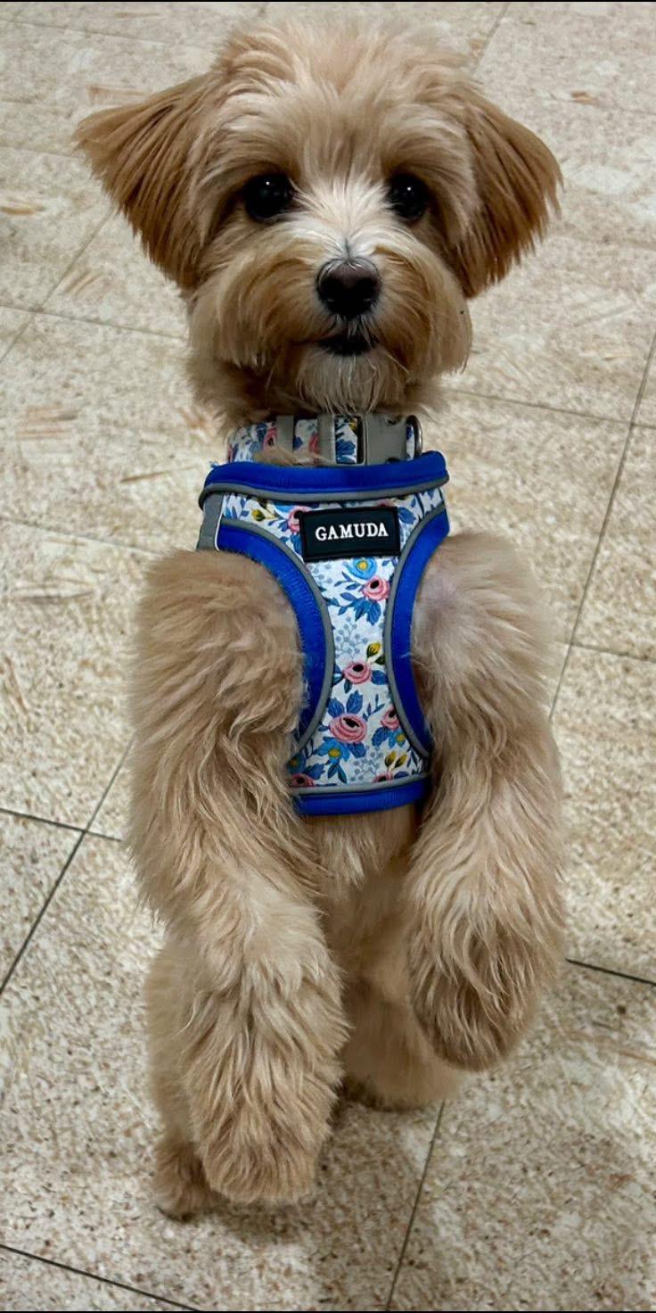 Raya, an adoptable Maltipoo in Anniston, AL, 36206 | Photo Image 1