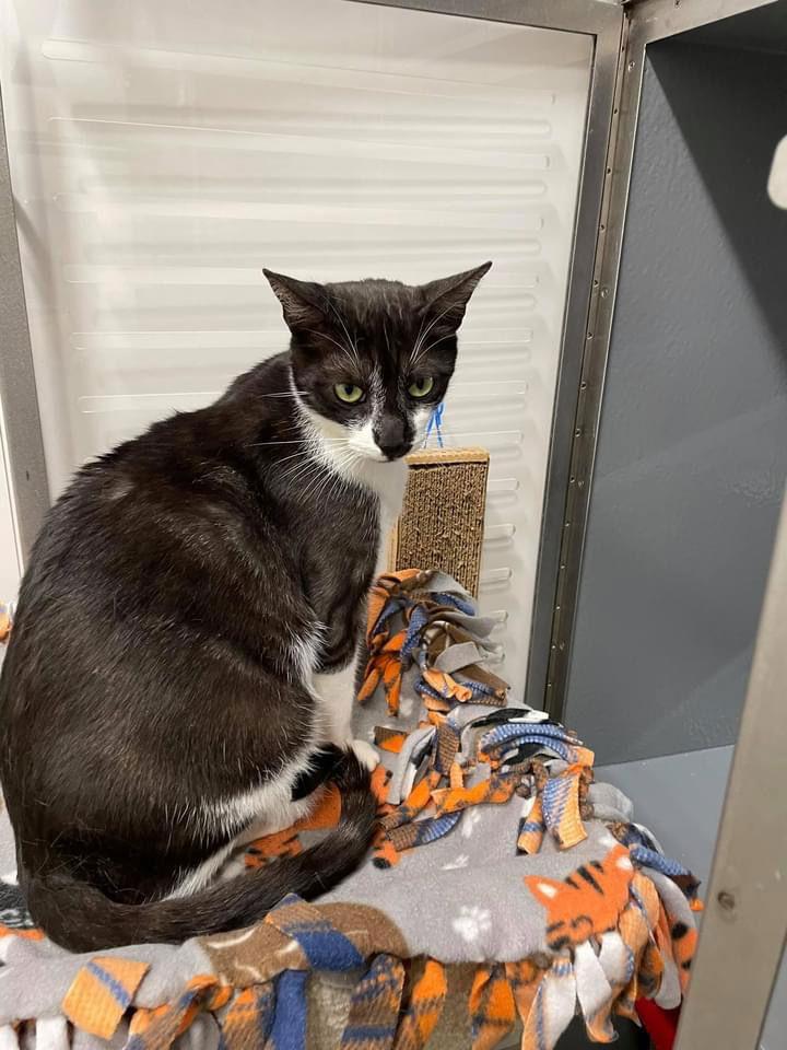 Enlarge Whisp, a Adoptable Domestic Short Hair in Los Alamitos, CA image 1/6