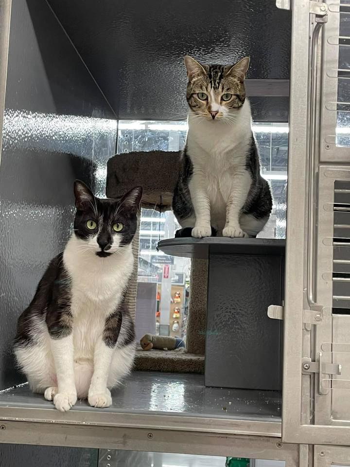 Enlarge Whisp, a Adoptable Domestic Short Hair in Los Alamitos, CA image 2/6