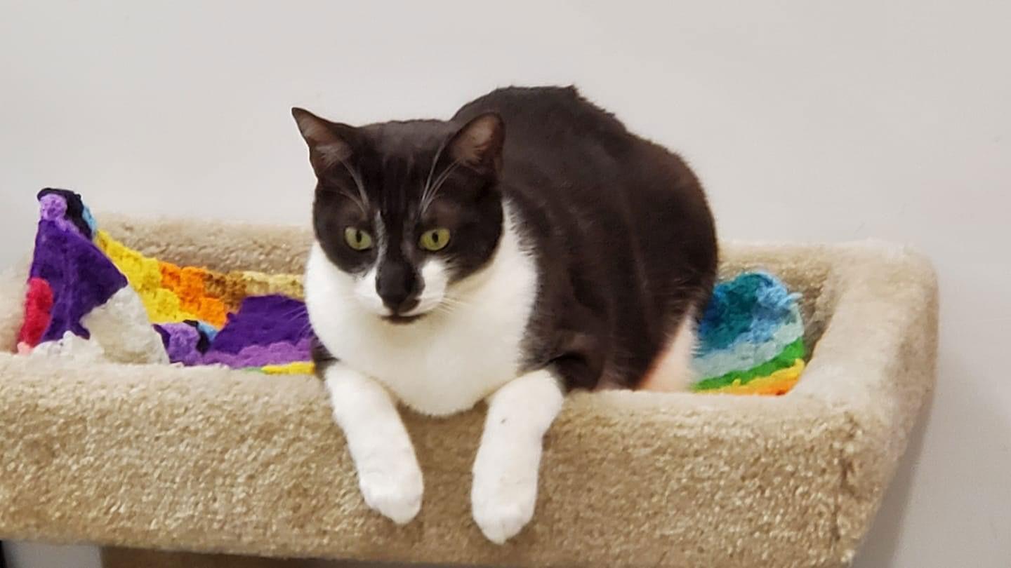 Enlarge Whisp, a Adoptable Domestic Short Hair in Los Alamitos, CA image 3/6