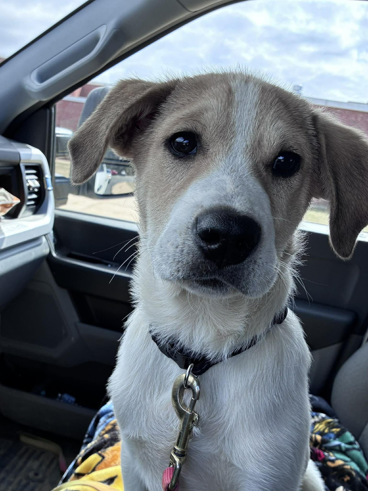 Enlarge PERICLES, a Adopted Great Pyrenees in Pomfret Center, CT image 2/3