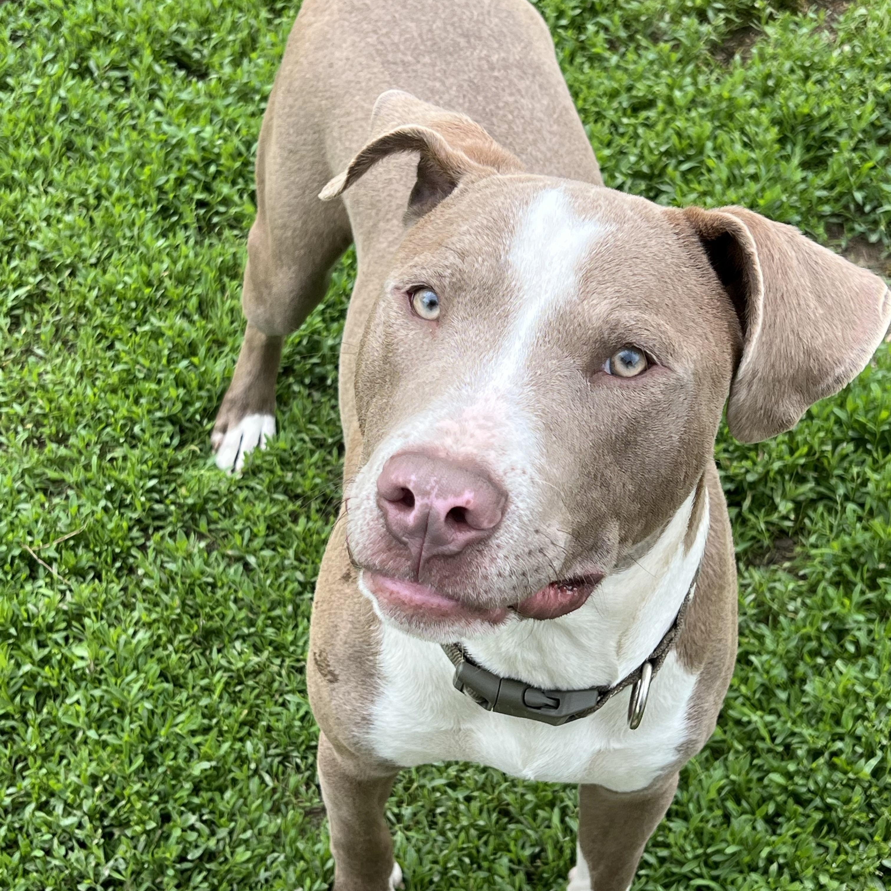 Brownie, a Adoptable mixed breed in Eaton Rapids, MI image 2/5