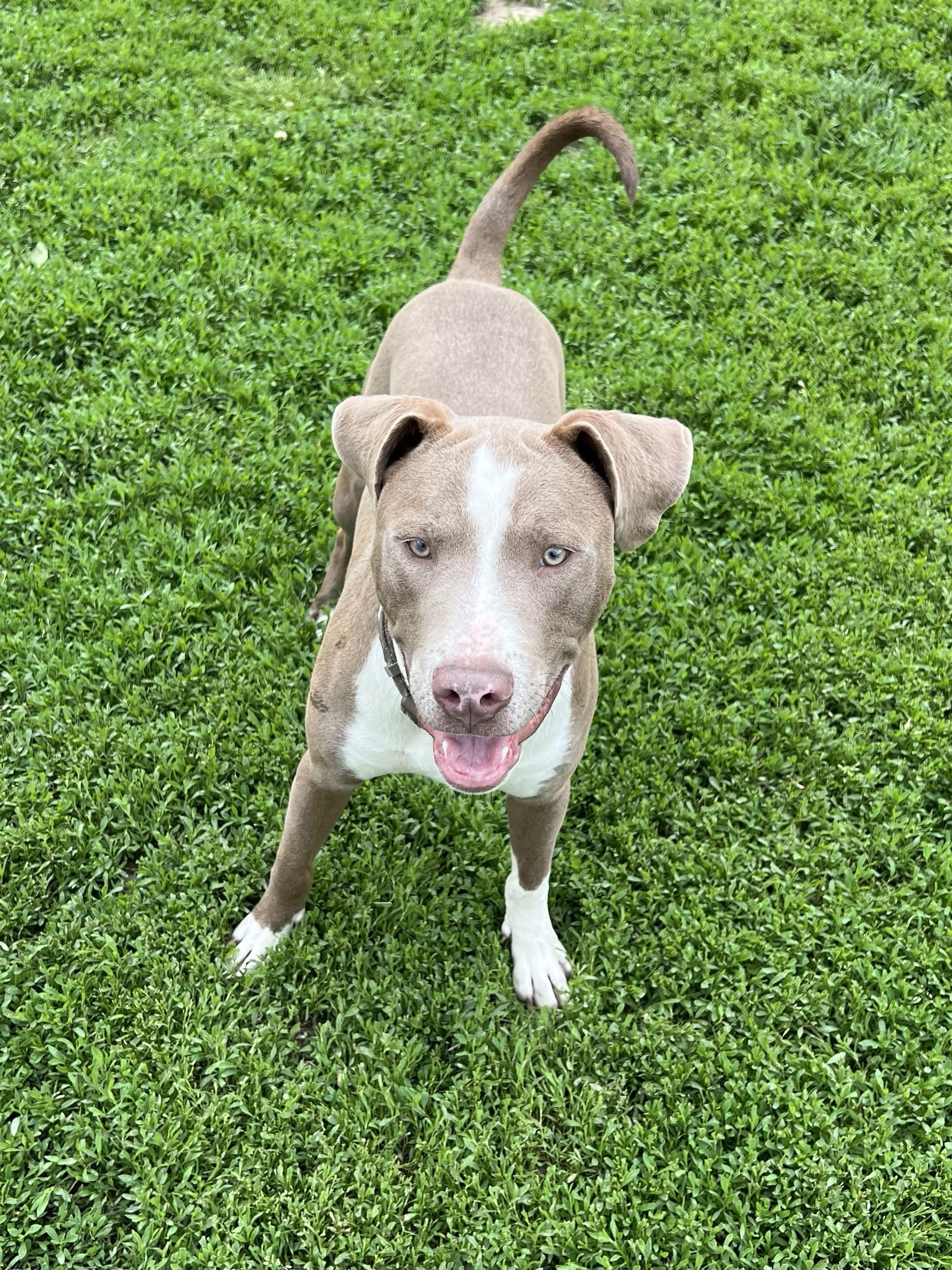 Brownie, a Adoptable mixed breed in Eaton Rapids, MI image 3/5