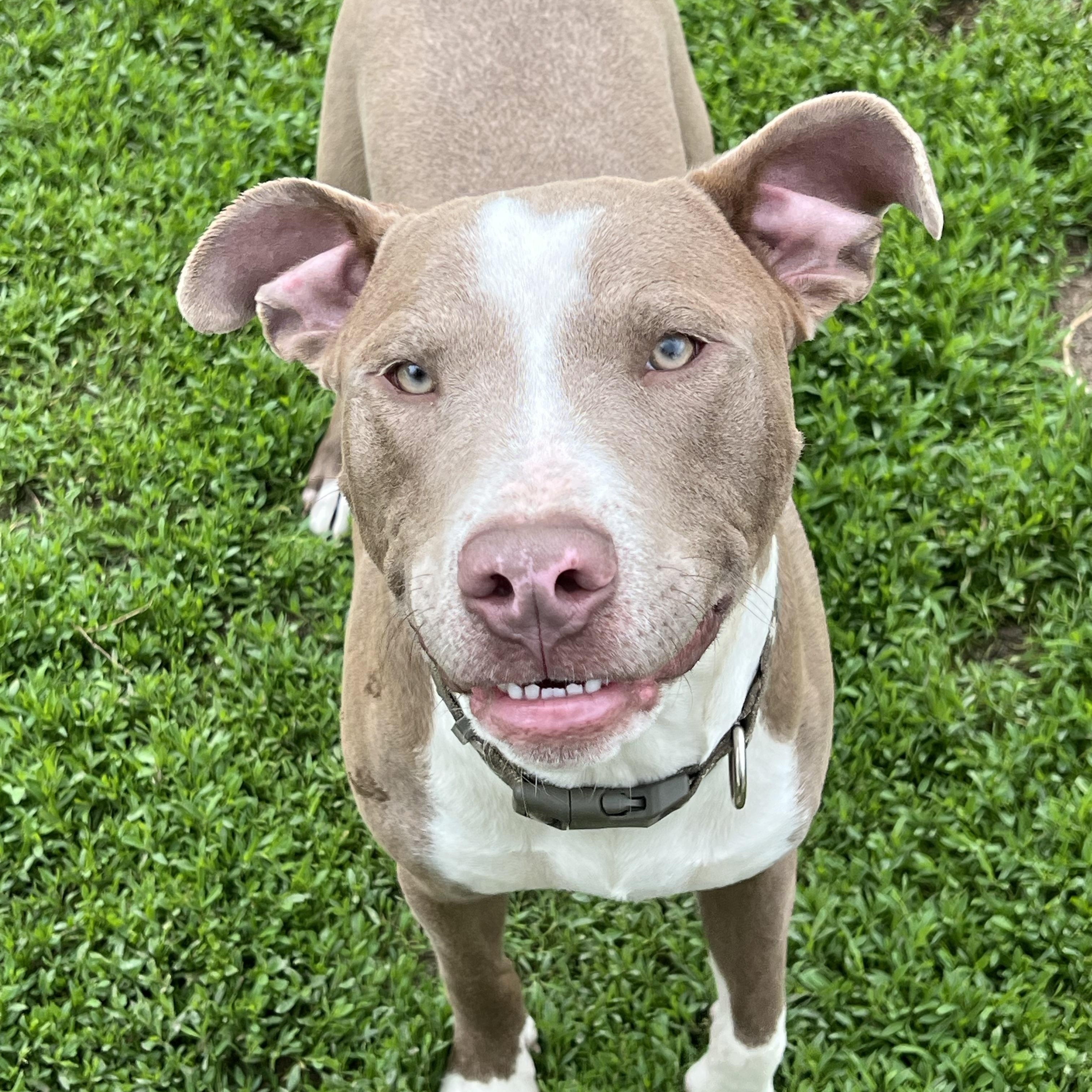 Brownie, Adoptable, Young Male Pit Bull Terrier.