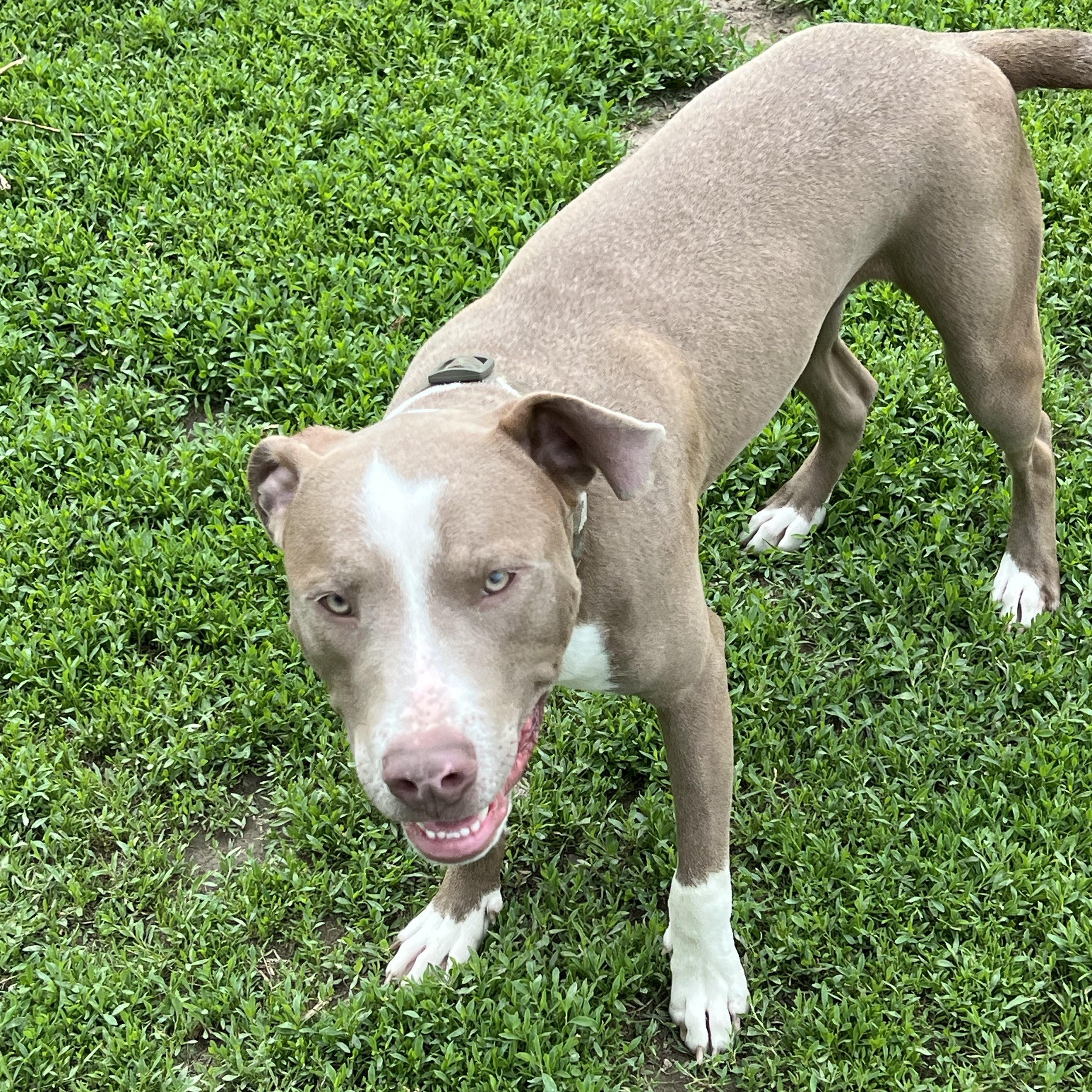 Brownie, a Adoptable mixed breed in Eaton Rapids, MI image 5/5