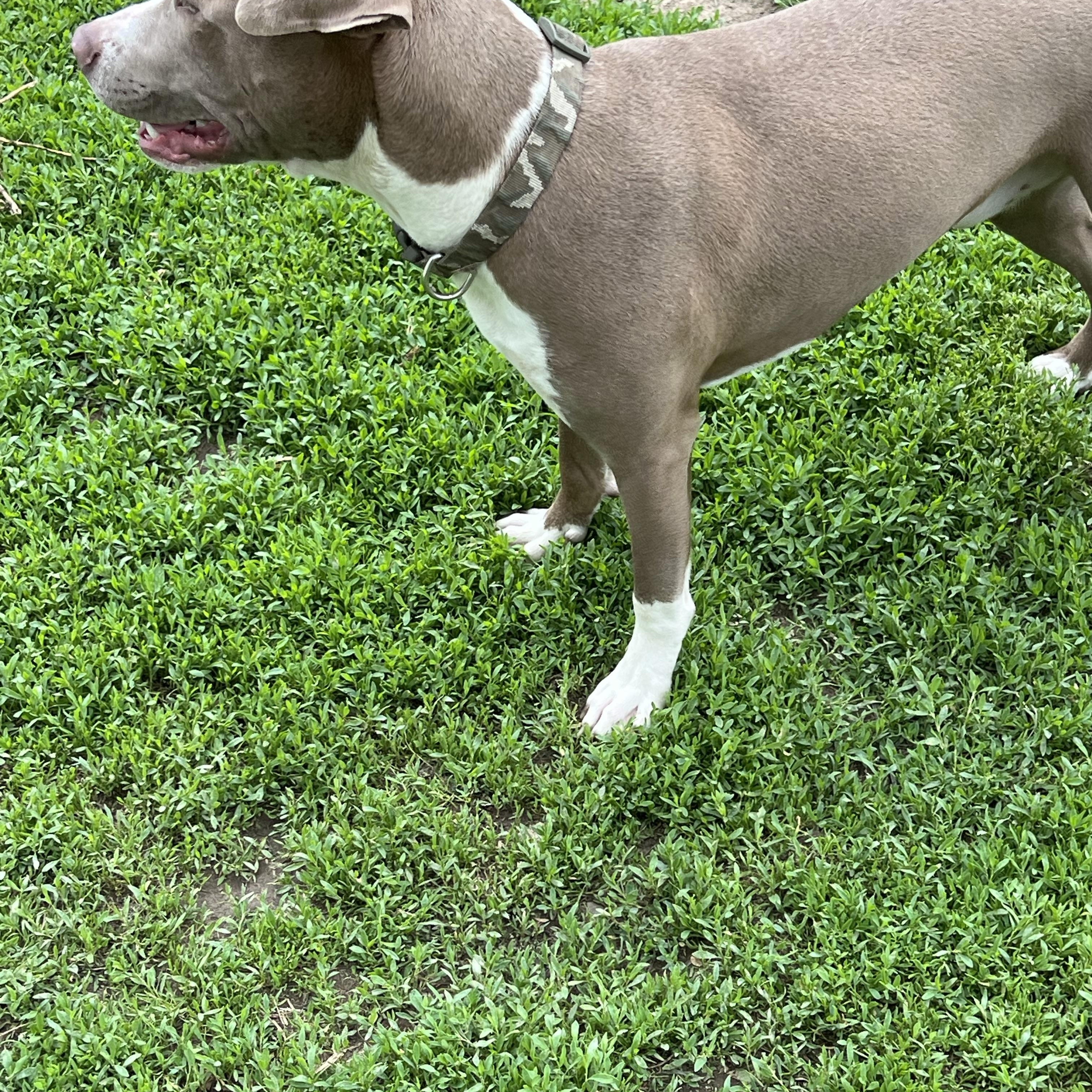 Brownie, a Adoptable mixed breed in Eaton Rapids, MI image 4/5