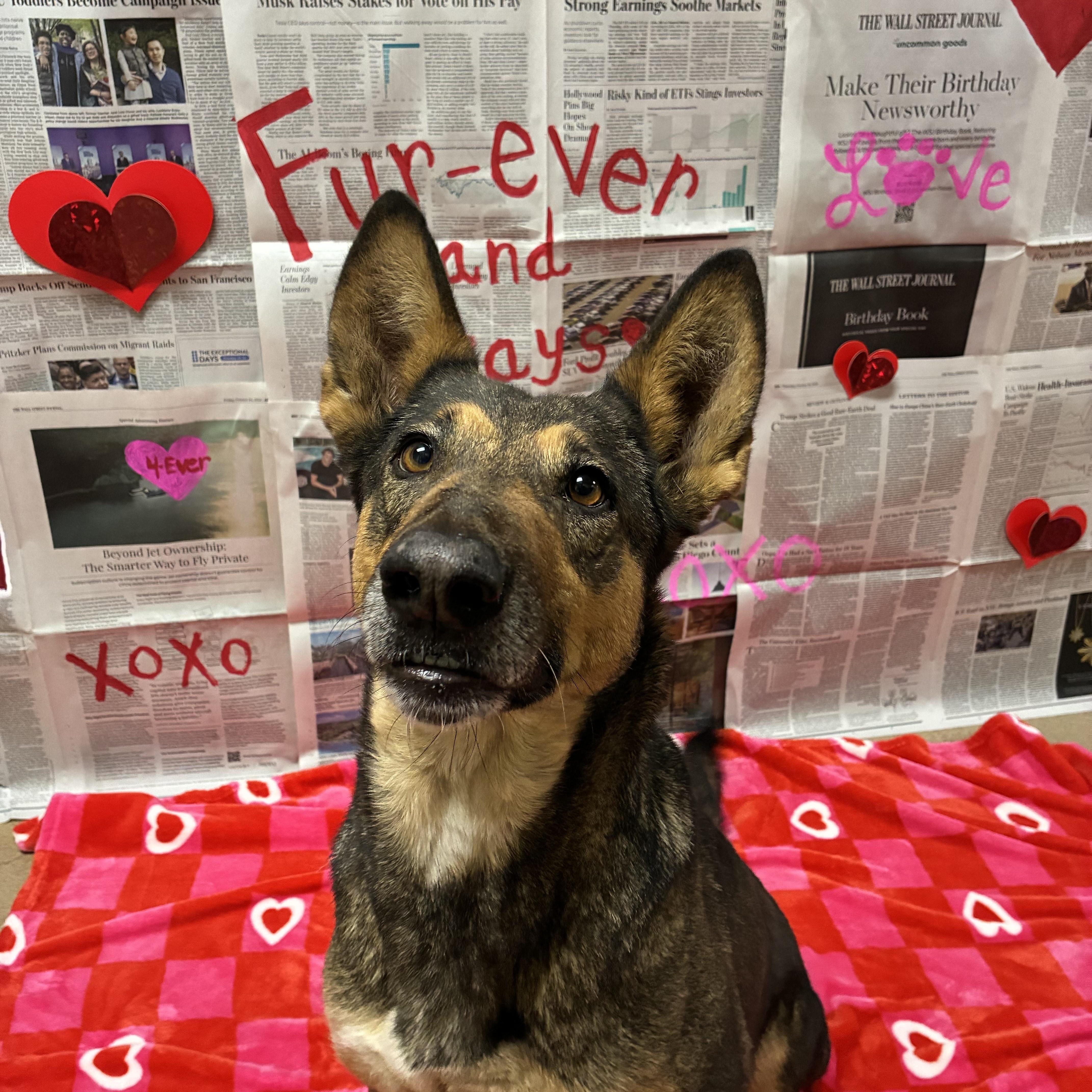 Sugar, ADOPTABLE, Adult Female German Shepherd Dog.