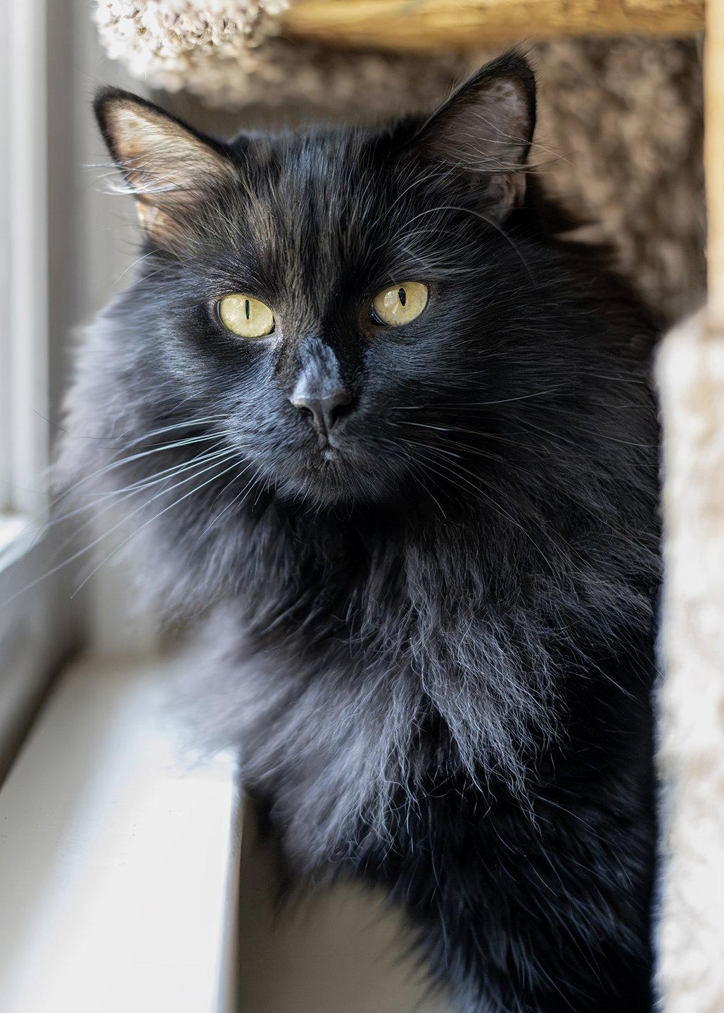 Misty, a Adopted Domestic Medium Hair in Buford, GA image 1/3