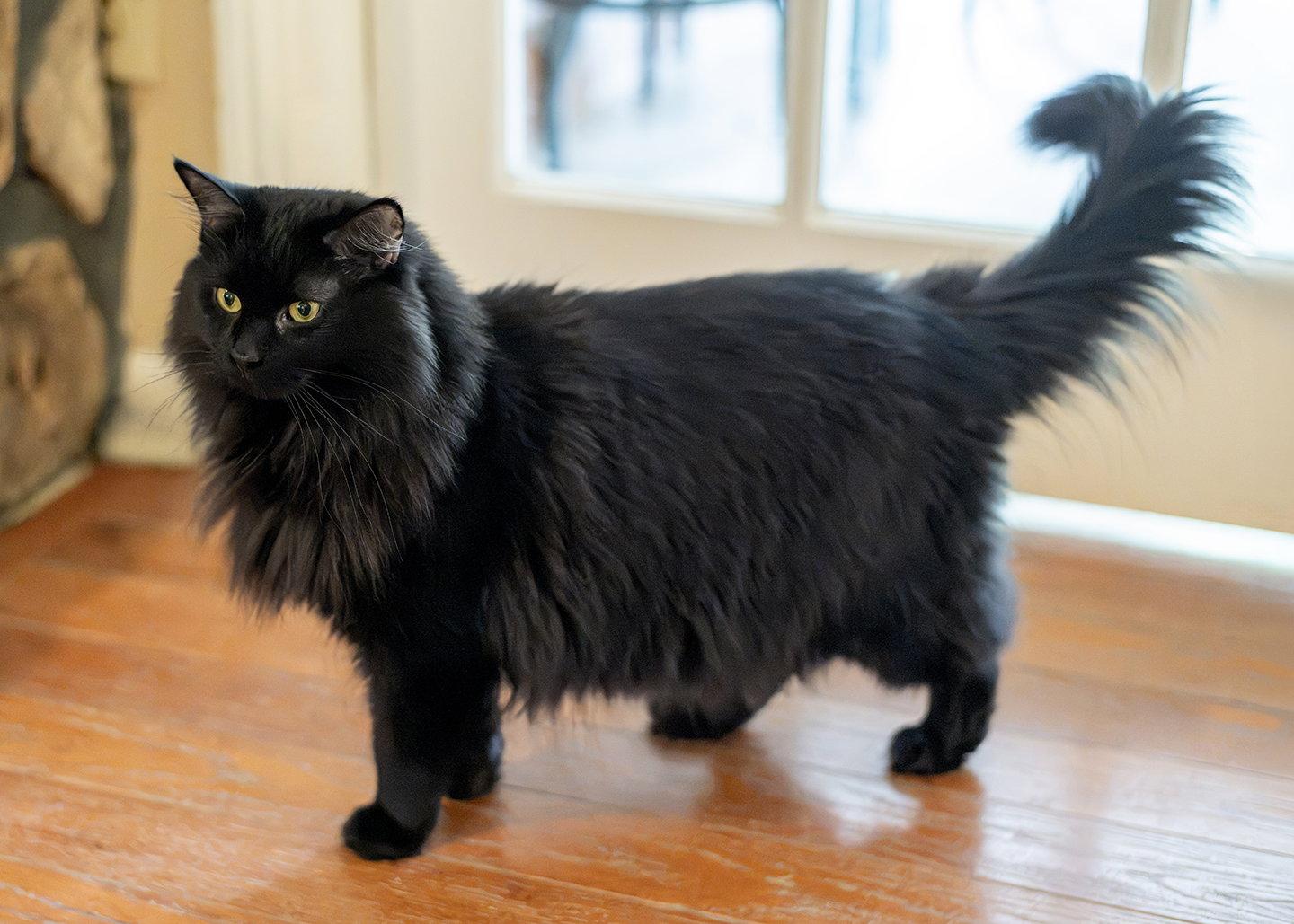 Misty, a Adopted Domestic Medium Hair in Buford, GA image 2/3