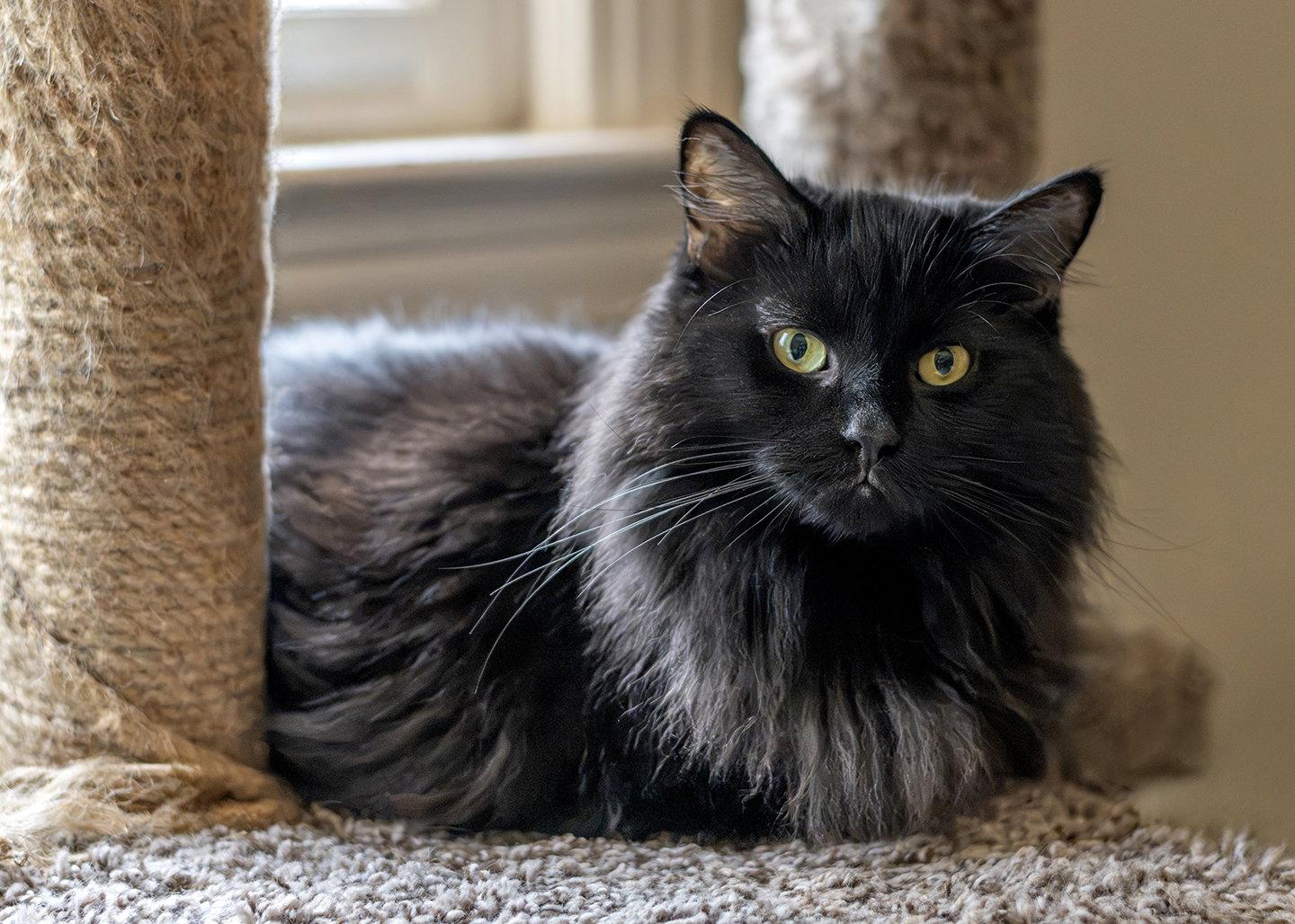 Misty, a Adopted Domestic Medium Hair in Buford, GA image 3/3