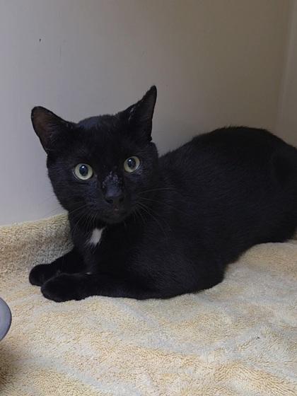 Bullfrog, Adoptable, Adult Male Domestic Short Hair & Domestic Short Hair.