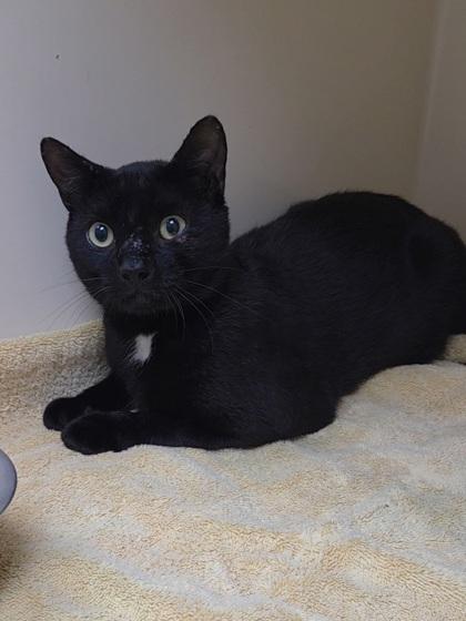 Enlarge Bullfrog, a Adoptable Domestic Short Hair in Chesapeake, VA image 2/3