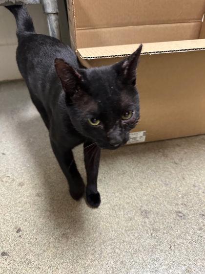 Enlarge Bullfrog, a Adoptable Domestic Short Hair in Chesapeake, VA image 3/3