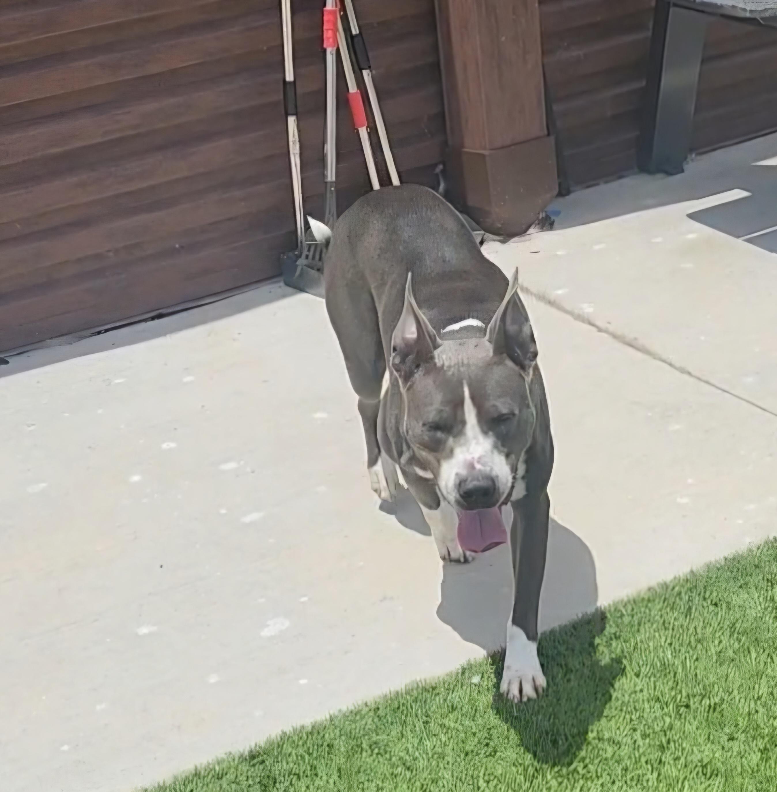 DEUCE, a Adoptable Pit Bull Terrier in Sachse, TX image 1/3