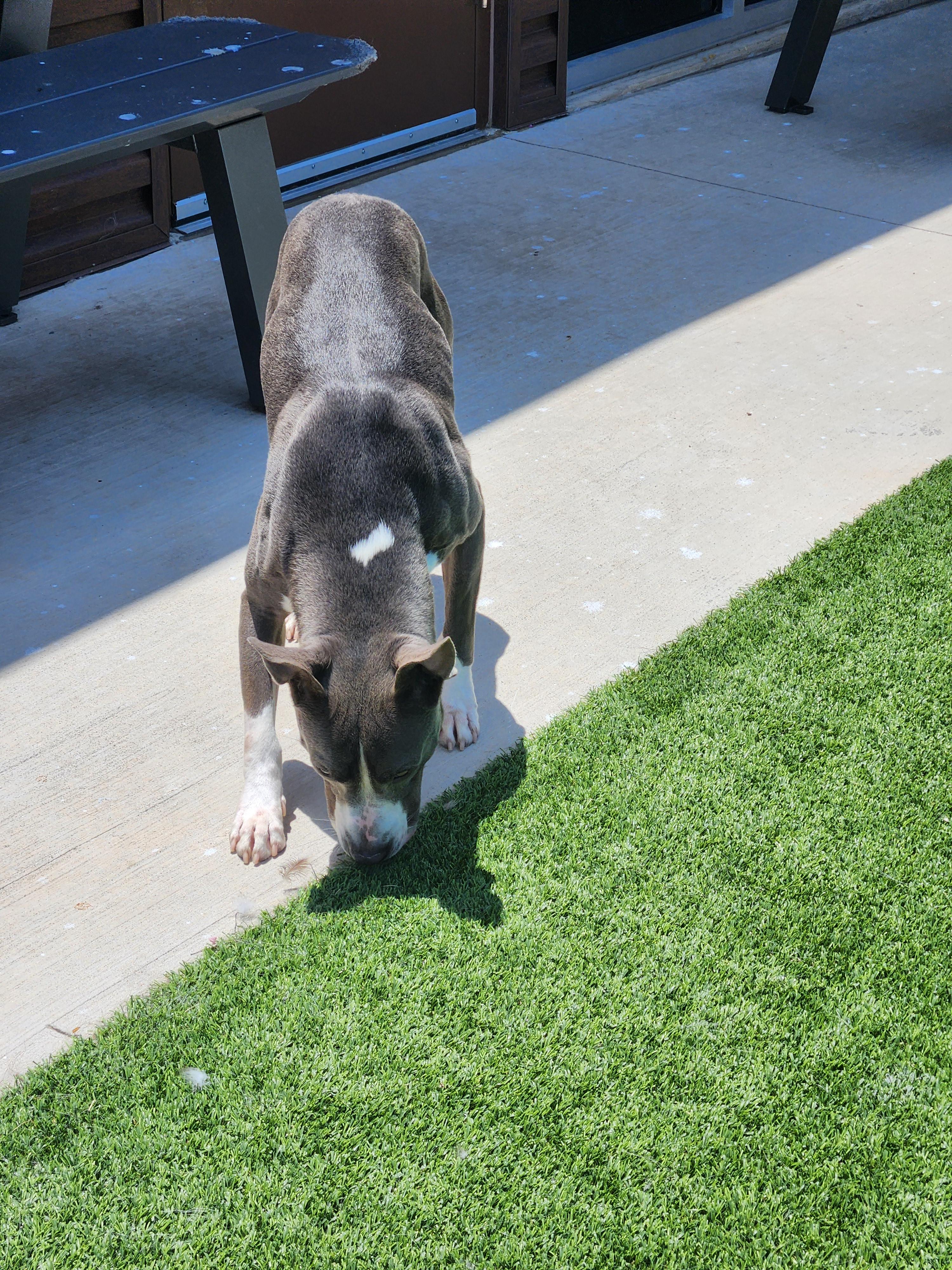 DEUCE, a Adoptable Pit Bull Terrier in Sachse, TX image 2/3