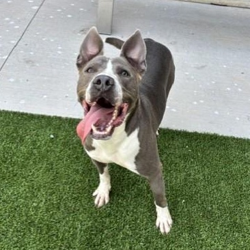 DEUCE, Adoptable, Young Male Pit Bull Terrier.