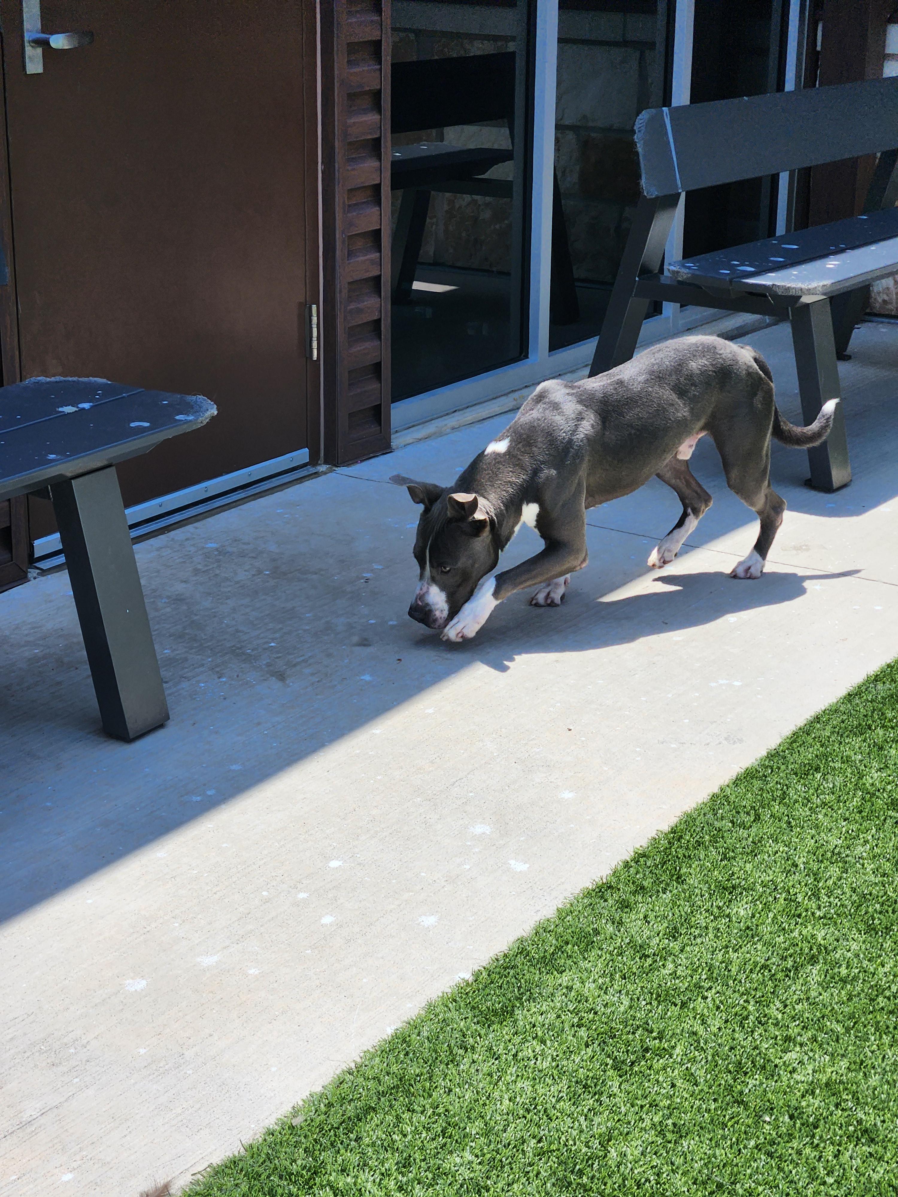 DEUCE, a Adoptable Pit Bull Terrier in Sachse, TX image 3/3