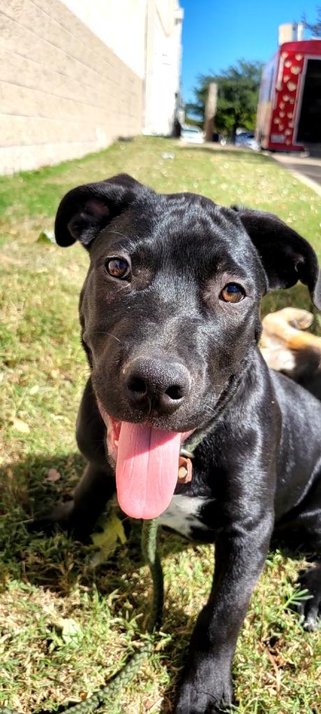 Enlarge Dudley, a Adoptable mixed breed in Seagoville, TX image 2/6