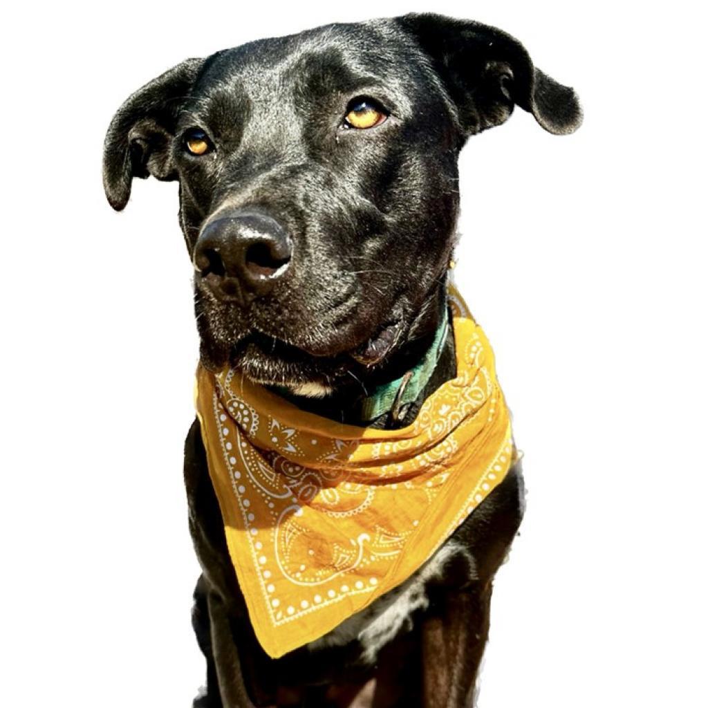 Dudley, Adoptable, Adult Male Labrador Retriever & Mixed Breed.