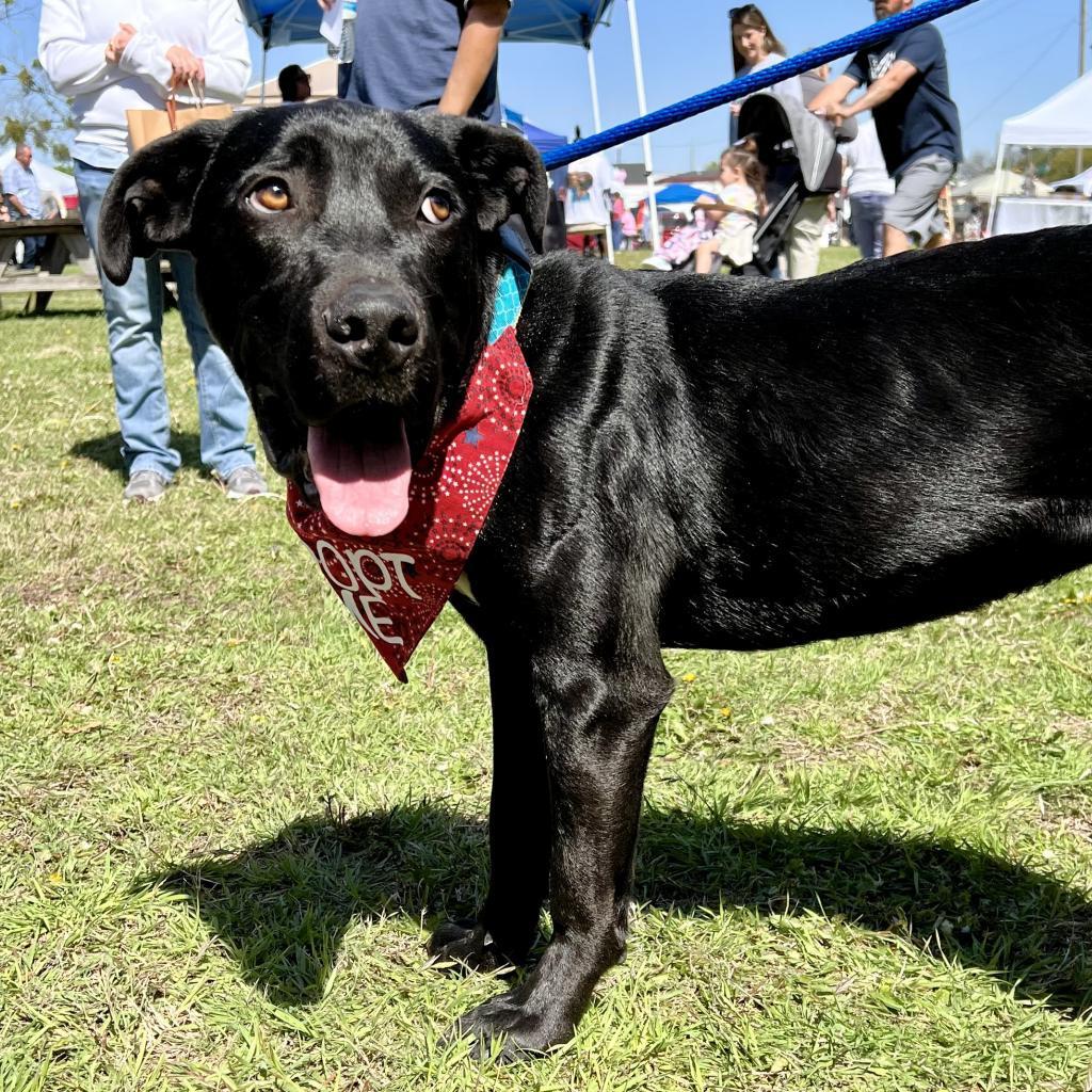 Enlarge Dudley, a Adoptable mixed breed in Seagoville, TX image 3/6