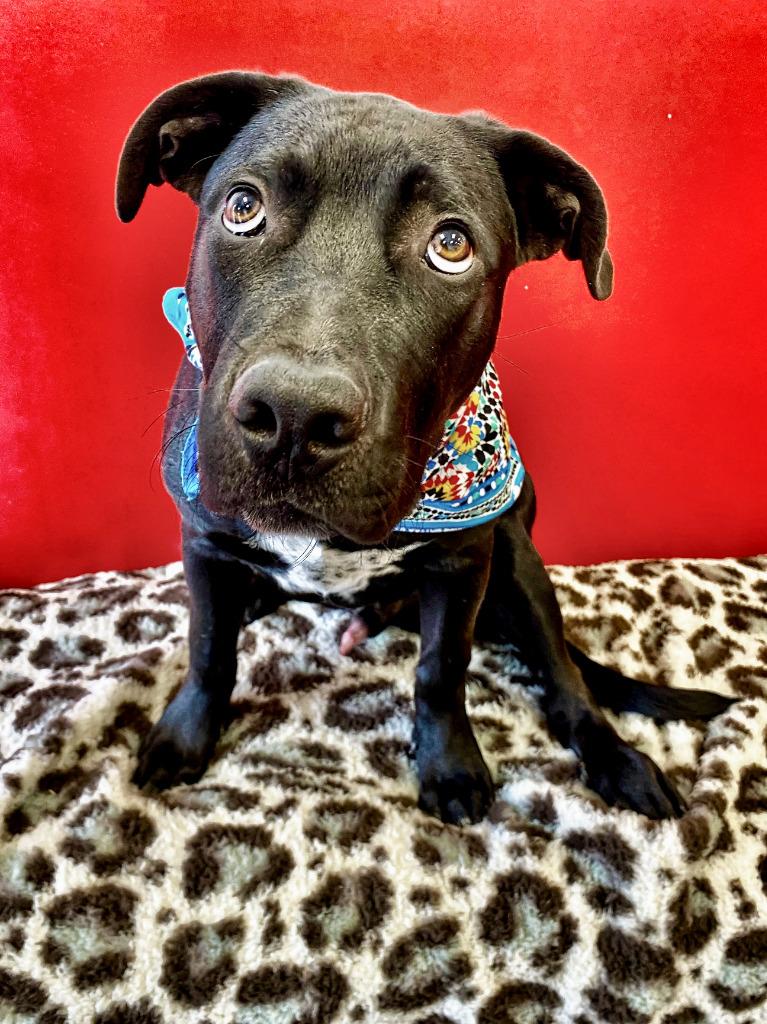 Enlarge Dudley, a Adoptable mixed breed in Seagoville, TX image 4/6