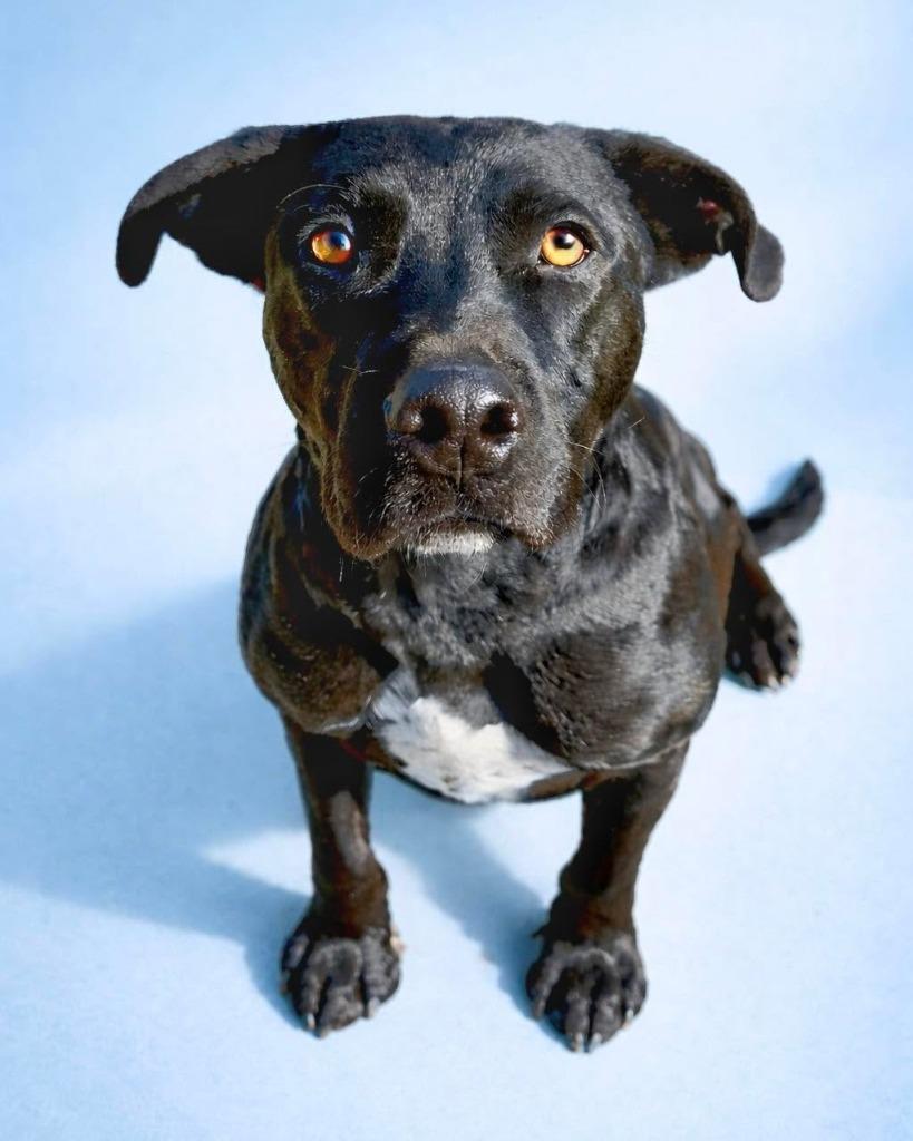 Enlarge Dudley, a Adoptable mixed breed in Seagoville, TX image 4/4