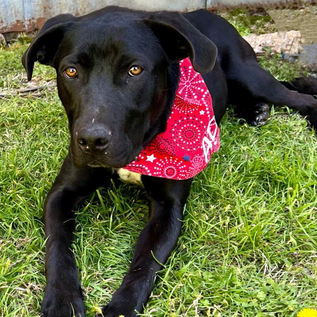 Enlarge Dudley, a Adoptable mixed breed in Seagoville, TX image 5/6