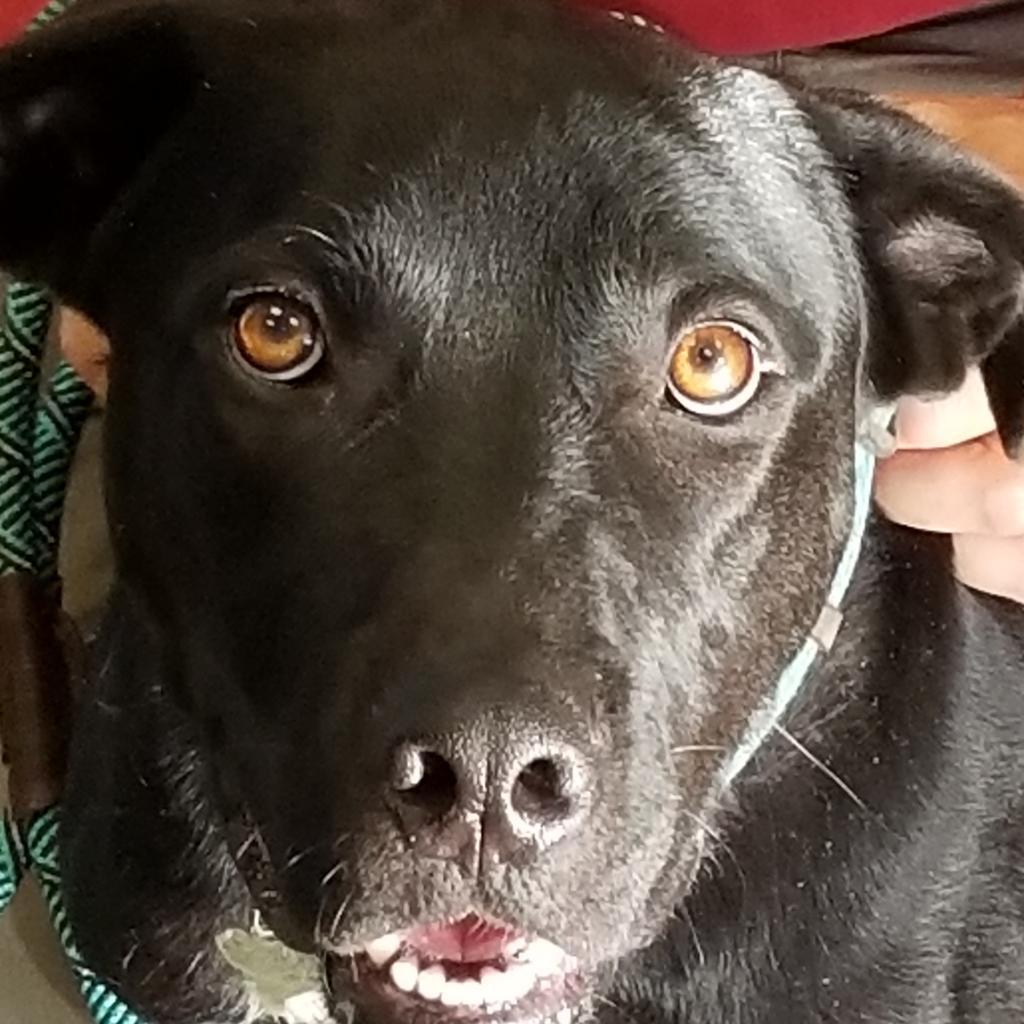 Enlarge Dudley, a Adoptable mixed breed in Seagoville, TX image 6/6