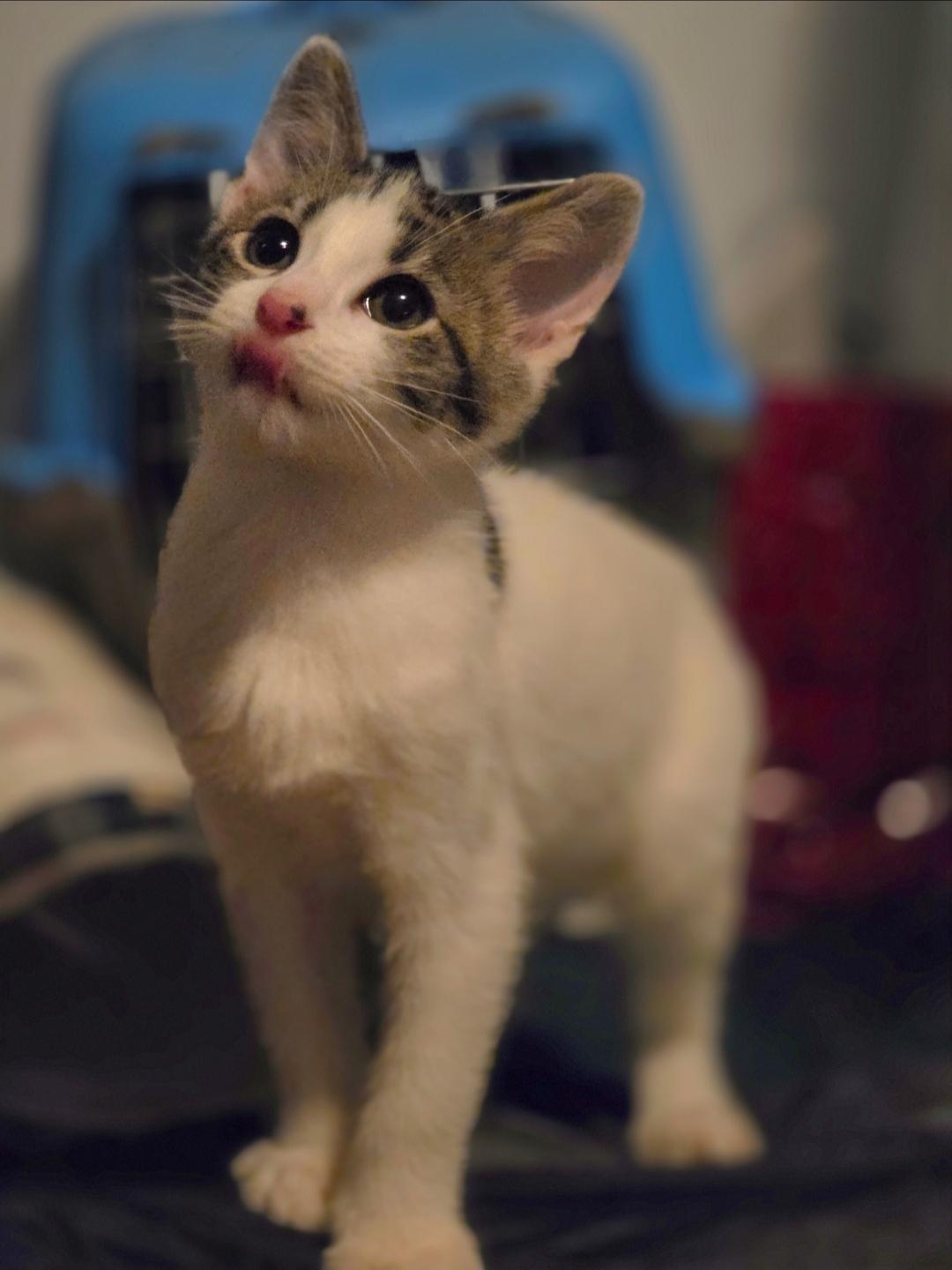 Enlarge Himmel, a Adoptable Domestic Short Hair in Lincoln, NE image 2/5