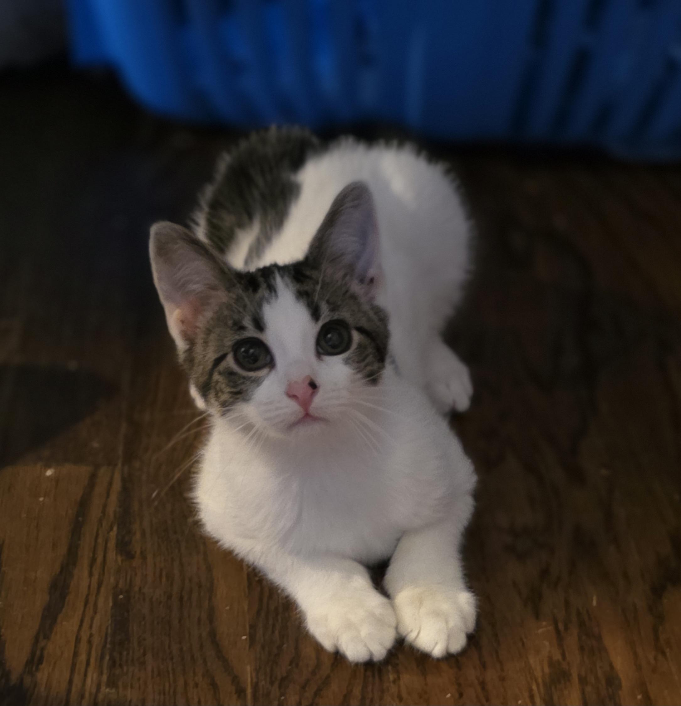 Enlarge Himmel, a Adoptable Domestic Short Hair in Lincoln, NE image 3/5