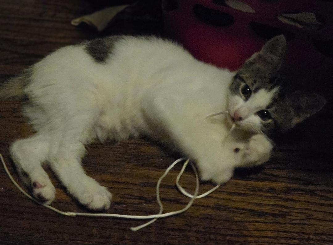 Enlarge Himmel, a Adoptable Domestic Short Hair in Lincoln, NE image 5/5