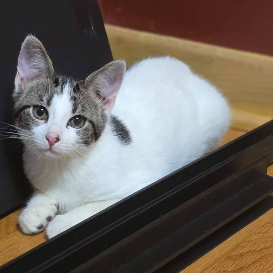 Himmel, Adoptable, Kitten Male Domestic Short Hair.