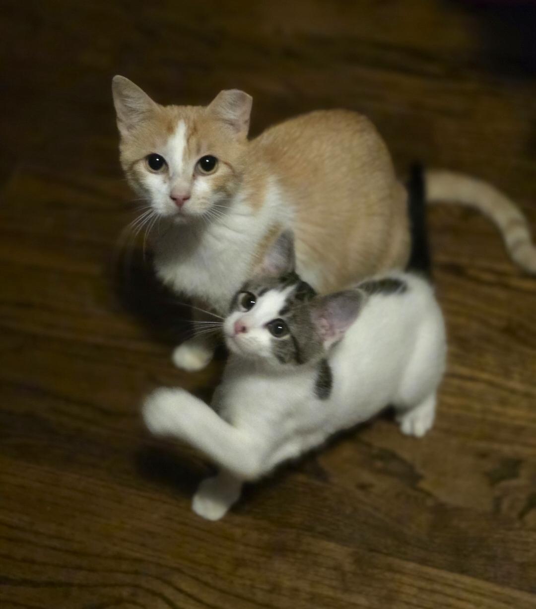 Enlarge Himmel, a Adoptable Domestic Short Hair in Lincoln, NE image 4/5