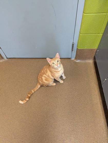Enlarge Gizmo, a Adoptable mixed breed in Wichita, KS image 1/3