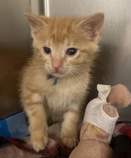 Enlarge Gizmo, a Adoptable mixed breed in Wichita, KS image 2/3