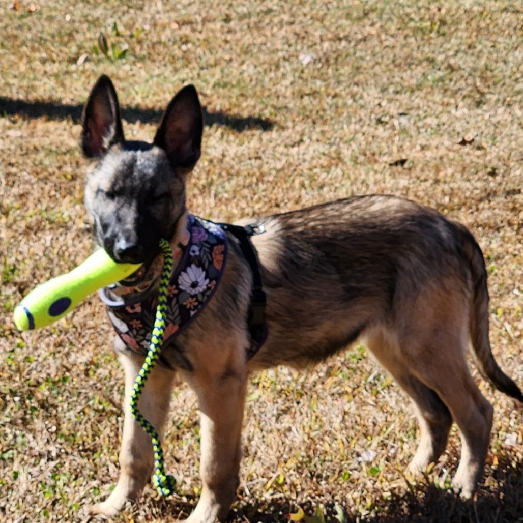 Sophie, Adoptable, Puppy Female Belgian Shepherd / Malinois & Mixed Breed.