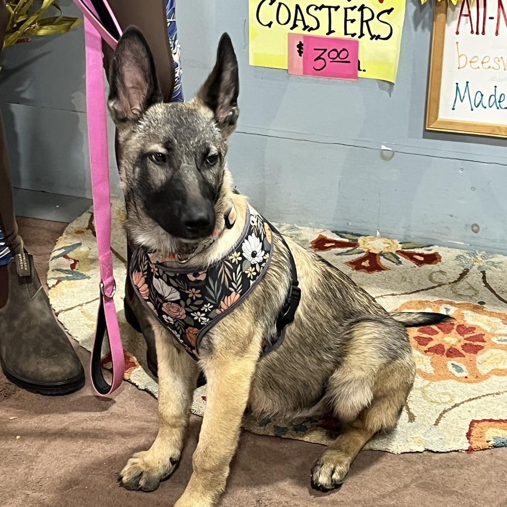 Sophie, a Adoptable mixed breed in Lenoir, NC image 2/6