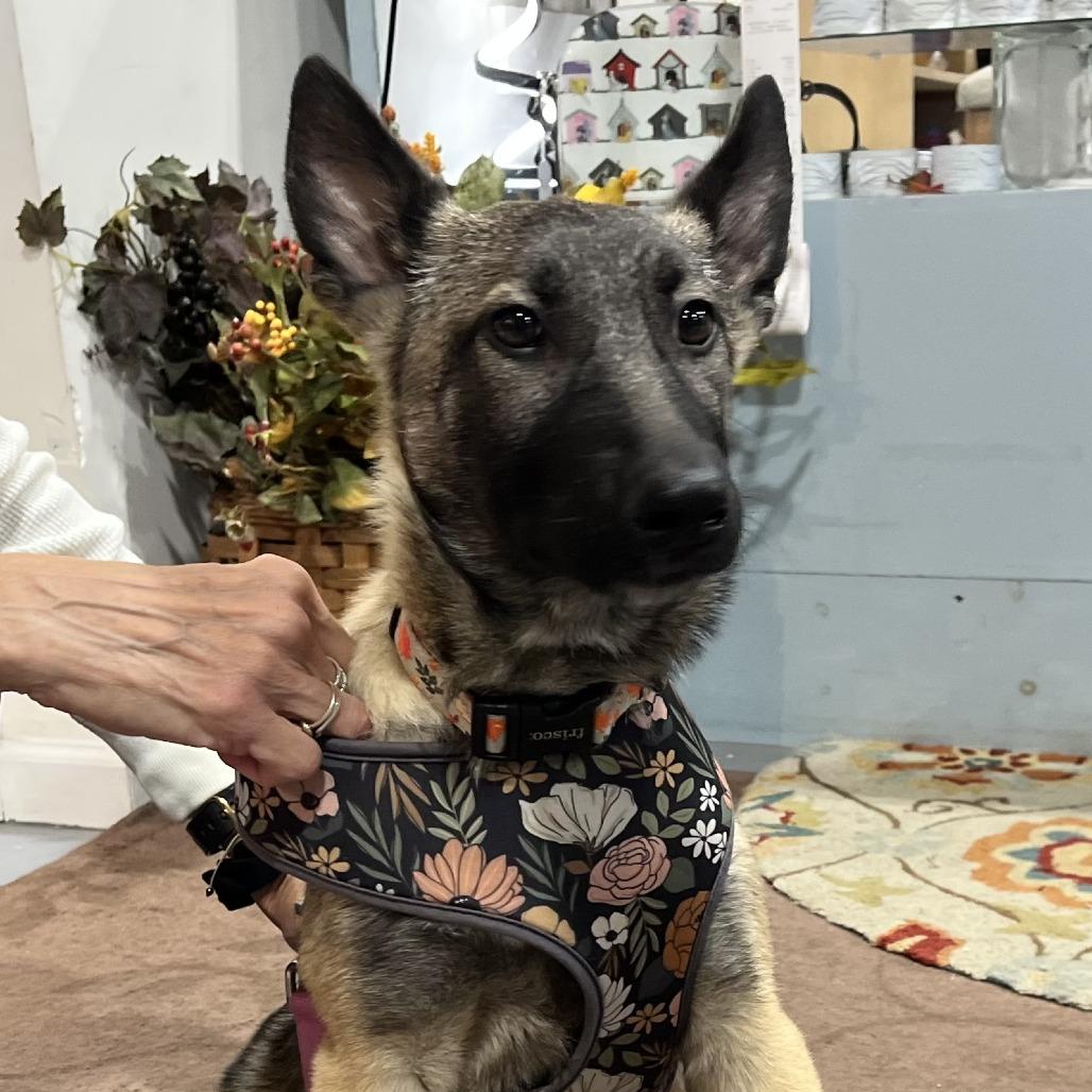 Sophie, a Adoptable mixed breed in Lenoir, NC image 4/6